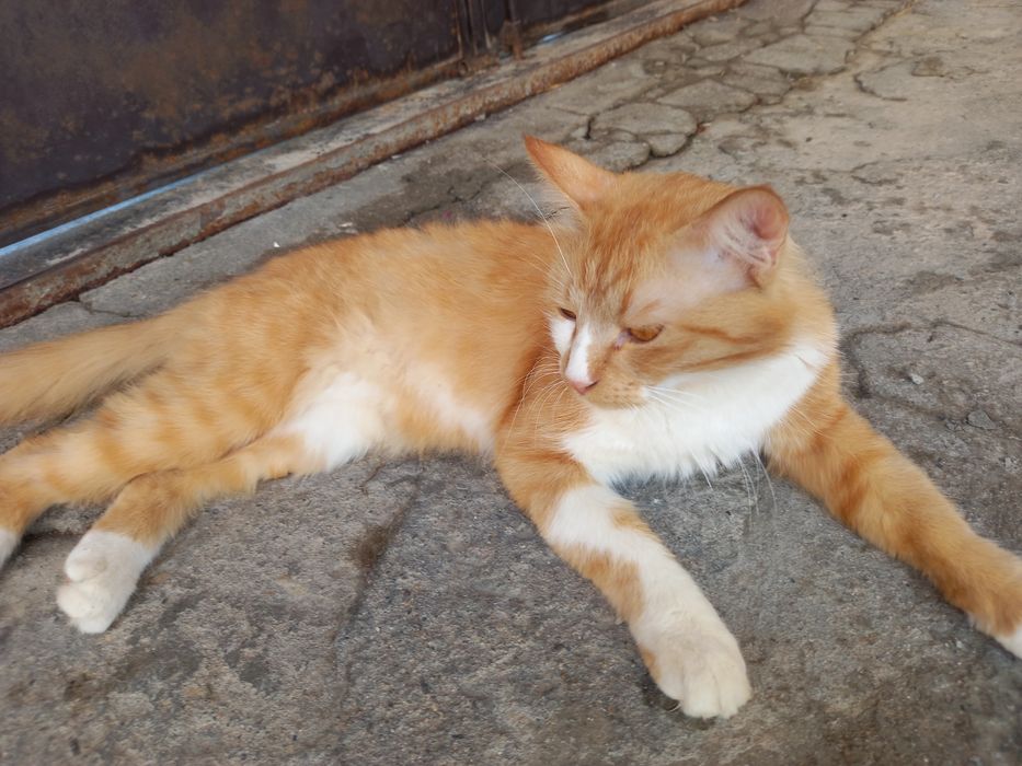 Kimga zottor mushuk kerak busa aloqaga chiqamiz