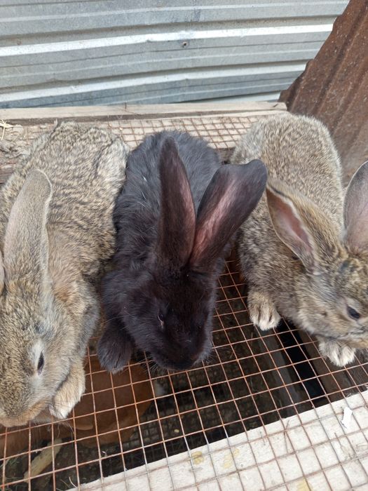 Продаётся кролики