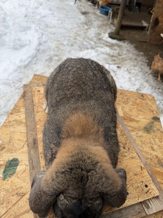 Femelă berbec german