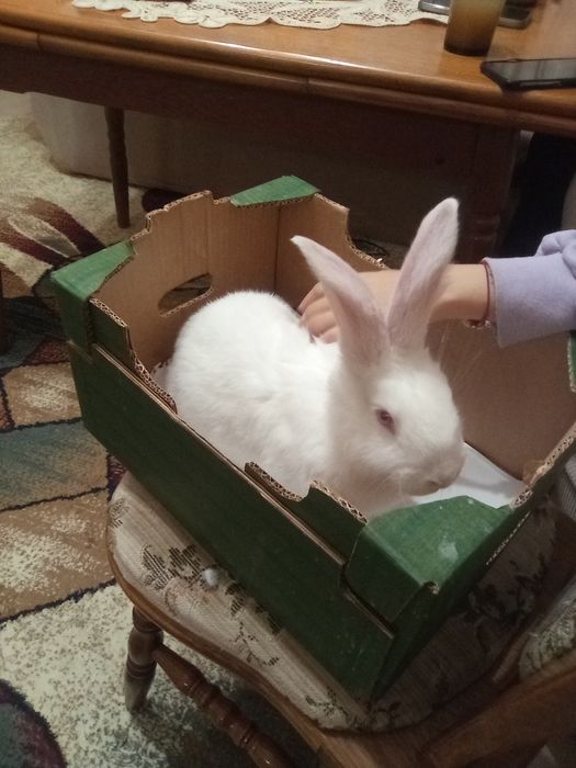 Vind O iepurita janet sí tineret