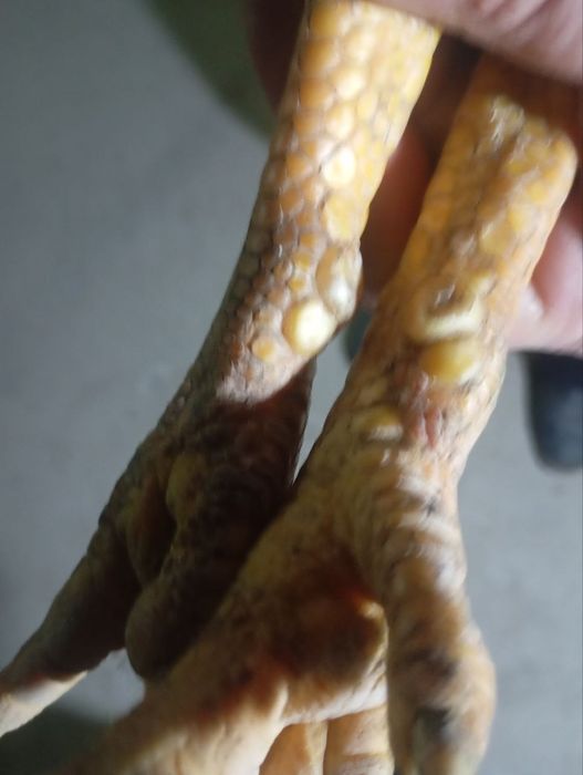 Жужа сотилади.3 пихчи