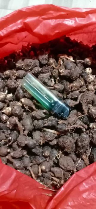 Продам луковицу алаказия вариегатный