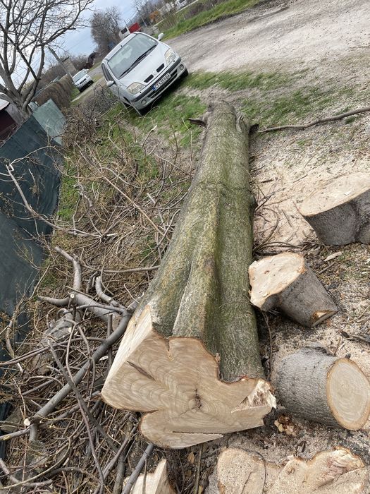 ПАУЛОВНИЯ пауловния