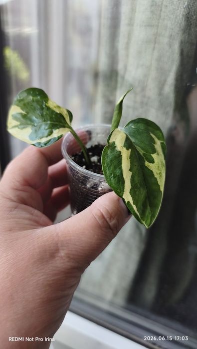 Комнатные растения продажа