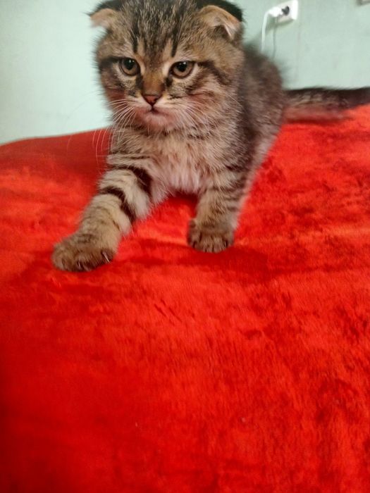 Skottish fold 3 oylik sogʻlom oʻgʻil bola 100$