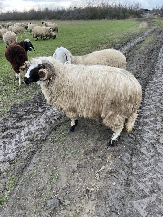 De vânzare berbec breaz