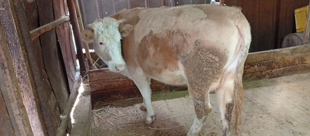 Первотёлка с теленком