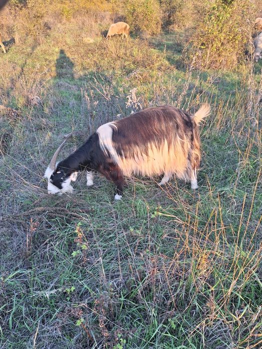 Продавам кози и ярета