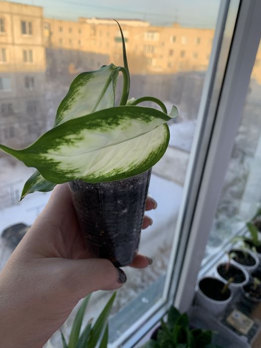 Продам Калатея, Диффенбахия, Сансевиерия, Пальму