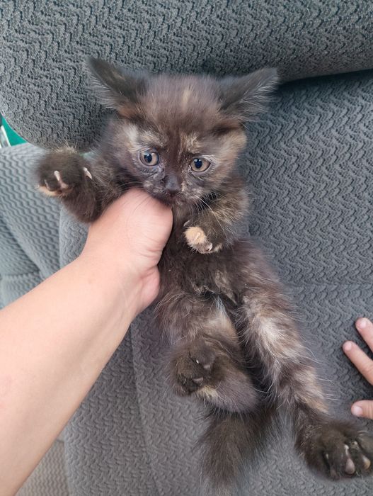 Отдам котят в добрые руки
