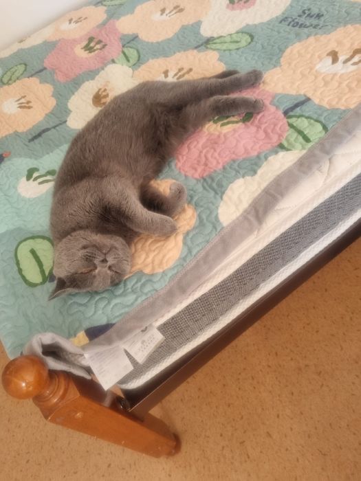 Мысық кошка британская