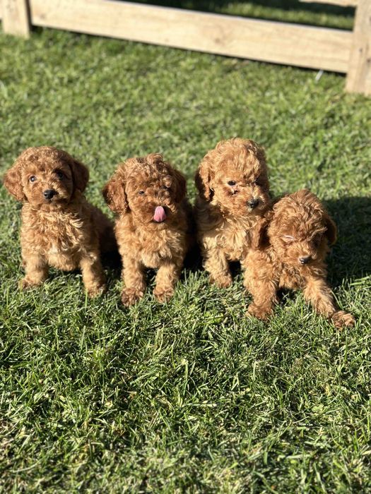 Пудел Той мини