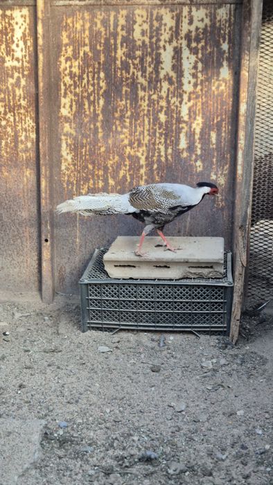 Фазаны серебряный и королевский