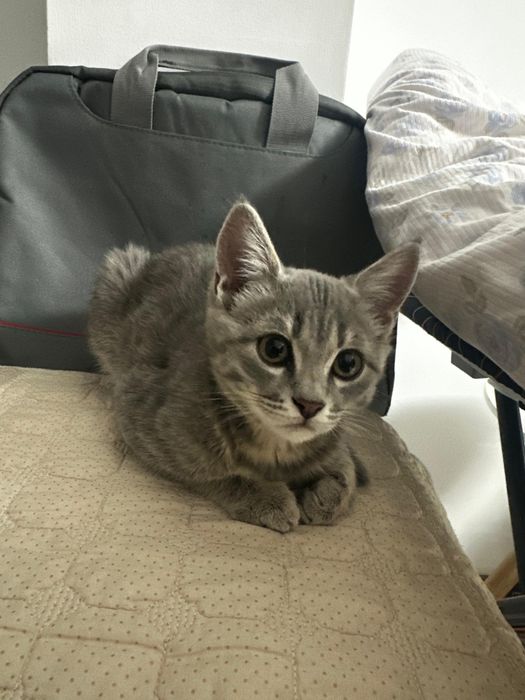 Продам котёнок 2 месяцев