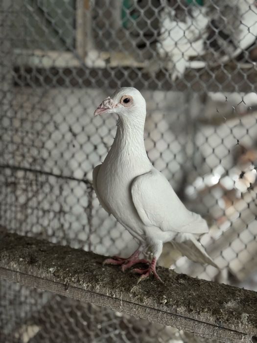 Продам самец дракона !