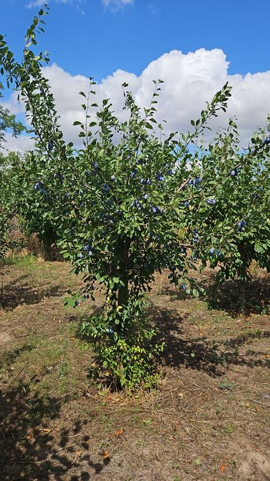 Taieri de fructificare si formare pomi fructiferi