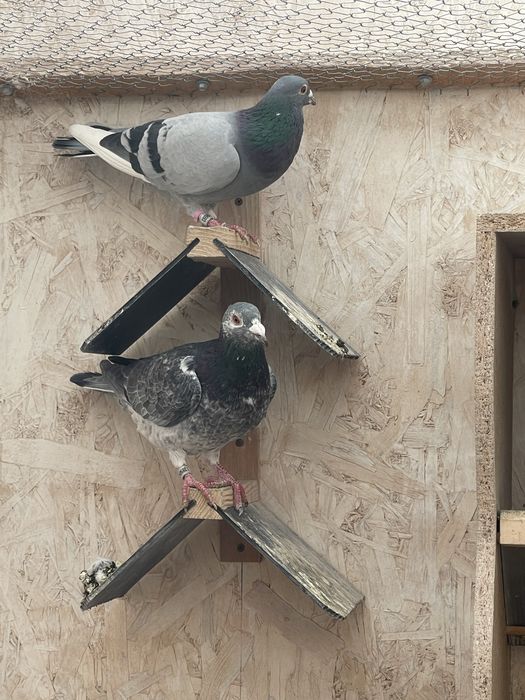 Porumbei de vanzare.