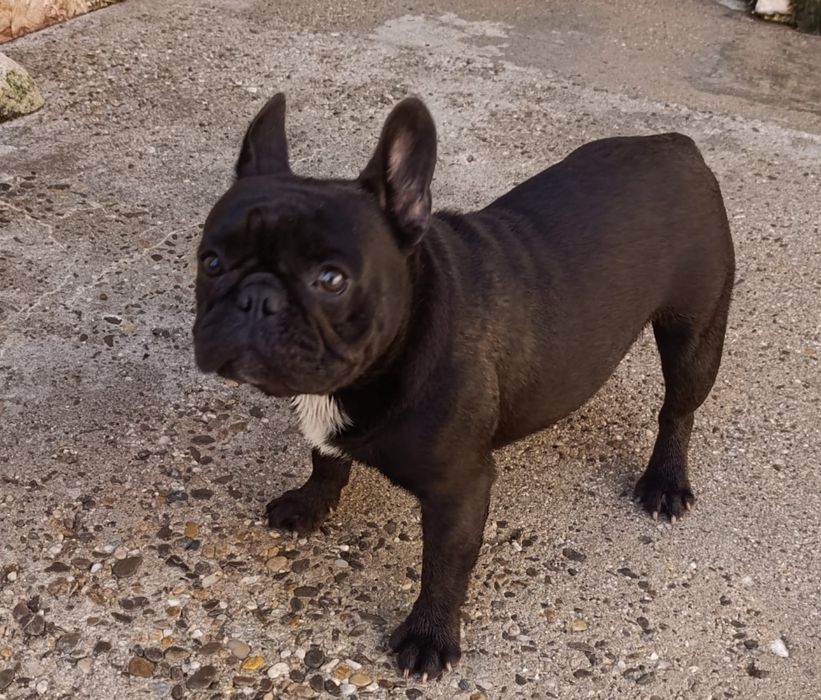 Bulldog Francez mascul cu pedigree