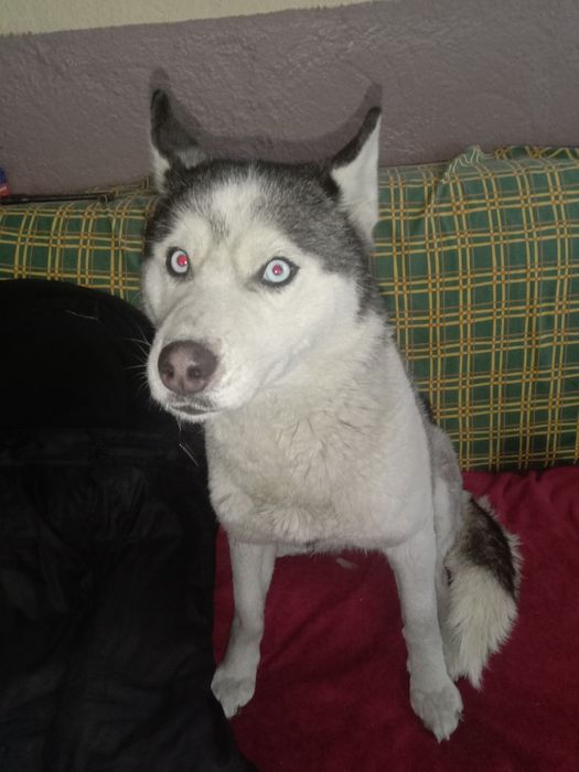 Пропала собака!Помогите найти!