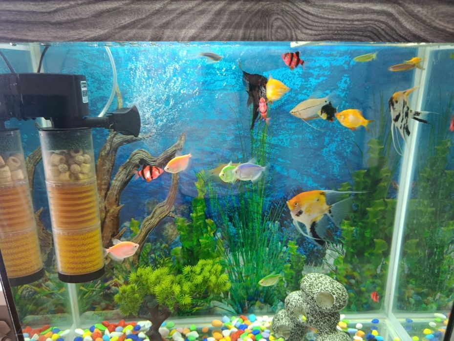 Аквариум 100 литров с рыбками