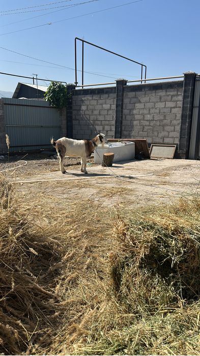 Дойные козы село шалкар