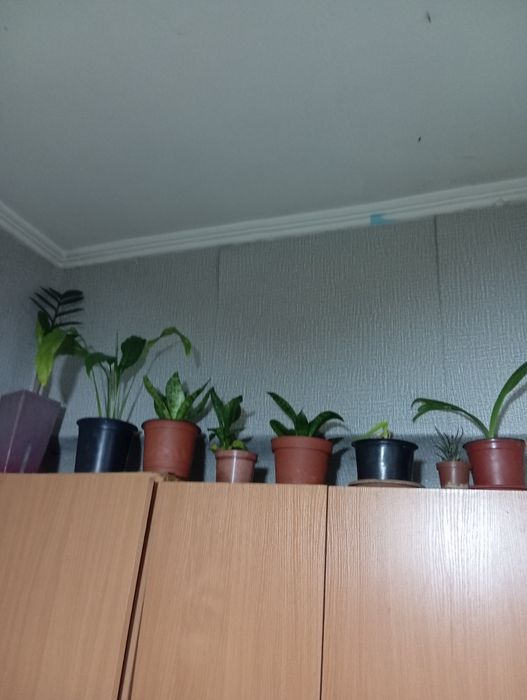 Продам комнатные цветы