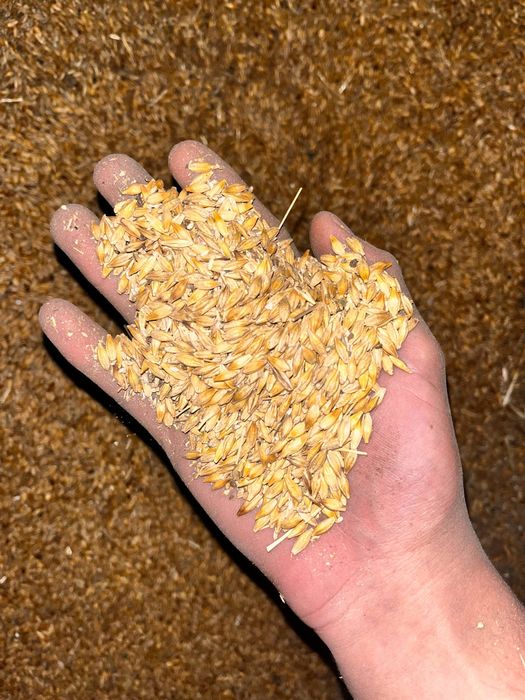 Ячмень на продажу
