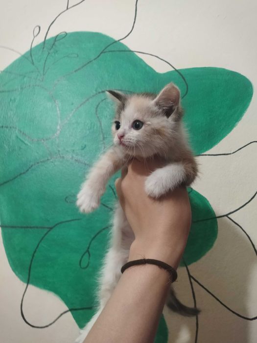 Котенок в добрые руки