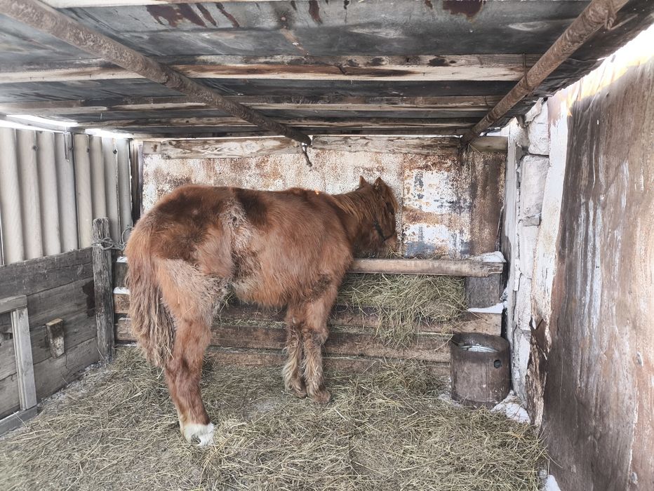 Продам годовалых лошадей