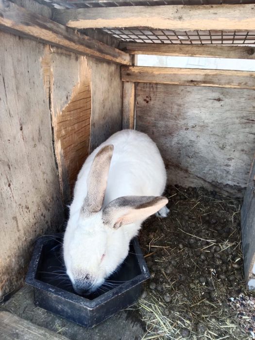 Продам кроликов