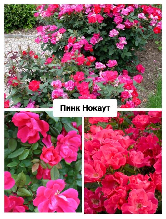 Сливы. Ели. Туи. Розы. Кустарники