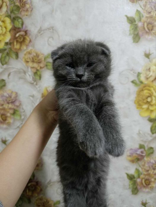 Котята скотиш фолд и страйт