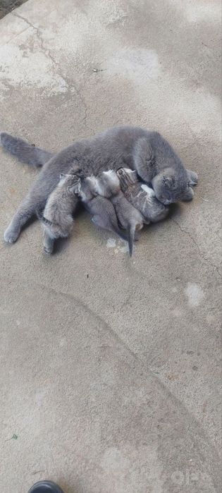 Продам котиков.4 штук.3 мальчика и одна девочка.