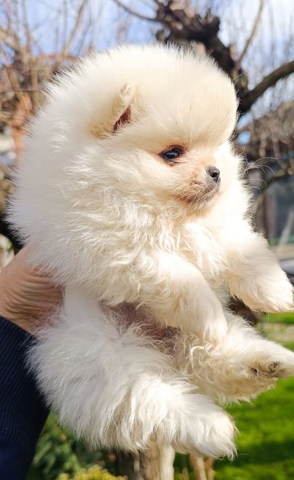 Померан, мини померан