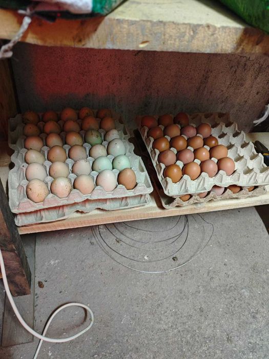 Яйцо куриное .домашнее