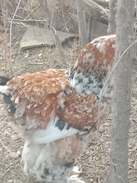 Кохинхин куры петухы