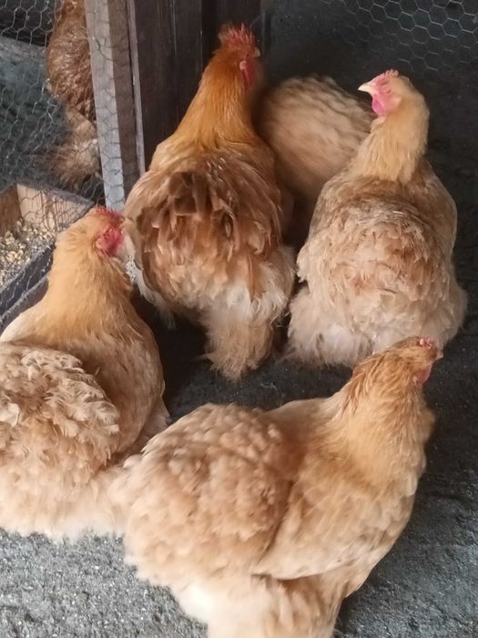 Brahma si cochinchina oua de incubat