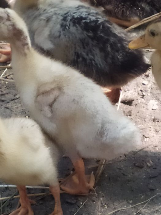 Pekin. Favorit zotliy o'rdakchalar