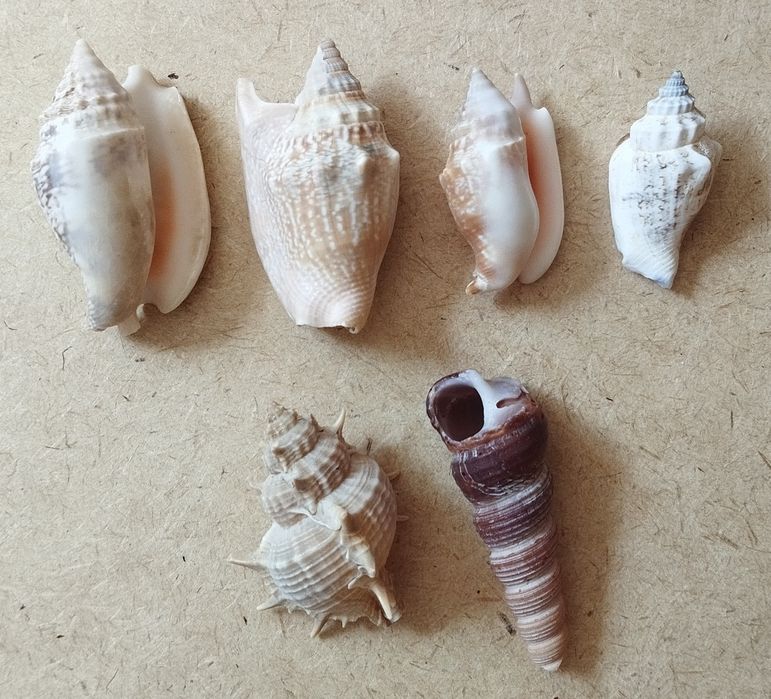 Ракушки морские, разный размер