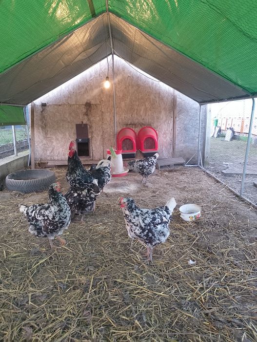 Pita pinta asturiana