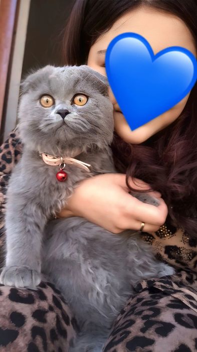 Chiroyli mushukcha yangi uy izlayapti