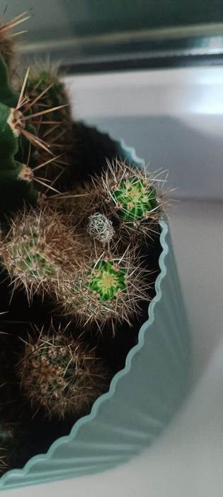 Продаю два вида кактусят