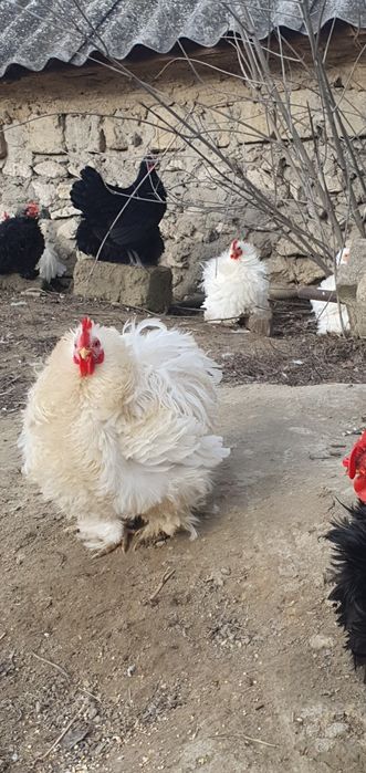Cochinchina pitic, Australorp COCOȘI!!!