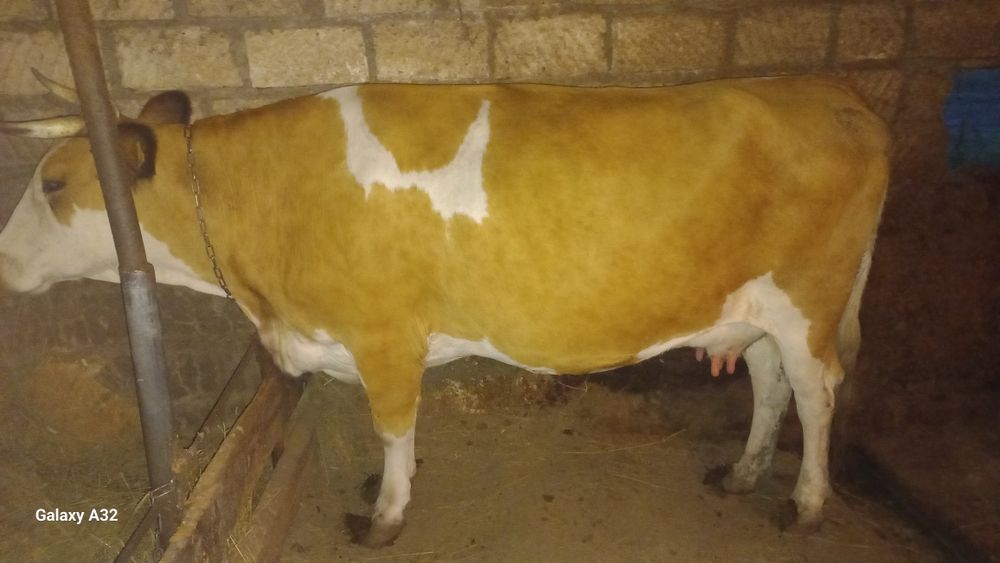 Продам, двойных, коров.