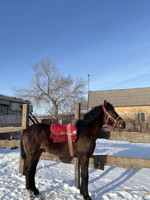 Құнан шгар сатылады