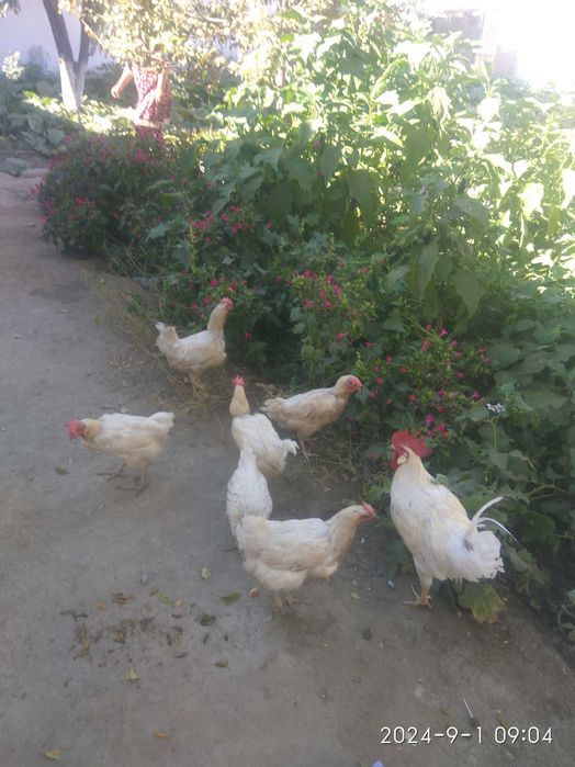 Несушка товуклар сотилади