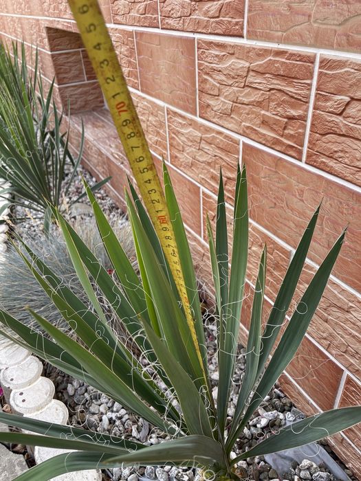Yucca Filamentosa