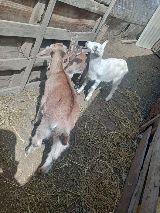 Vând Iadă și țap