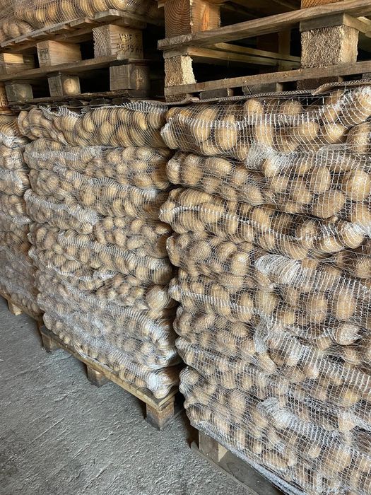 Cartof alb-rosu Franța lux