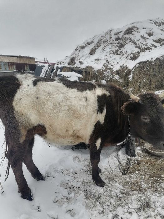 Құнажын сатамыз ..